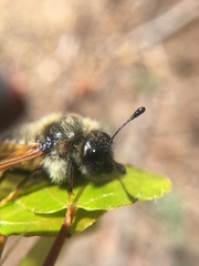 Cimbicidae