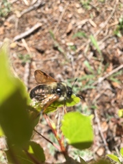 Cimbicidae