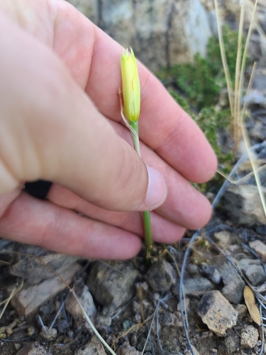 Image of Zephyranthes longifolia by no rights reserved