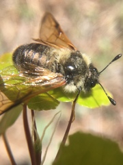 Cimbicidae