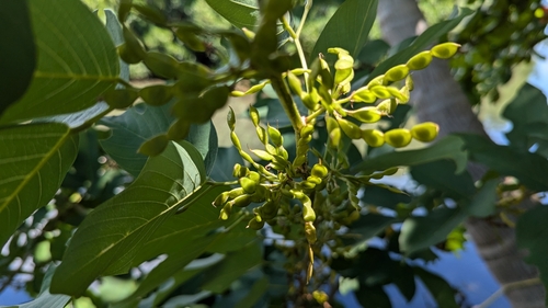 Image of Dendrolobium umbellatum by no rights reserved