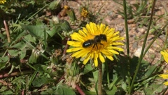 Osmia montana