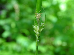 Carex leptonervia