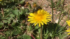 Osmia montana