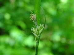 Carex leptonervia