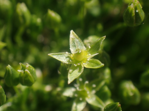 Image of Sabulina austromontana by no rights reserved