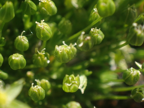 Image of Sabulina austromontana by no rights reserved