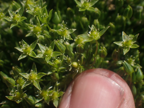 Image of Sabulina austromontana by no rights reserved