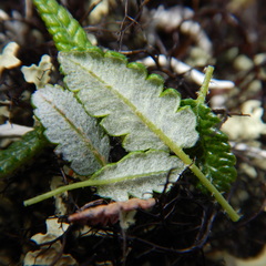 Dryas ajanensis