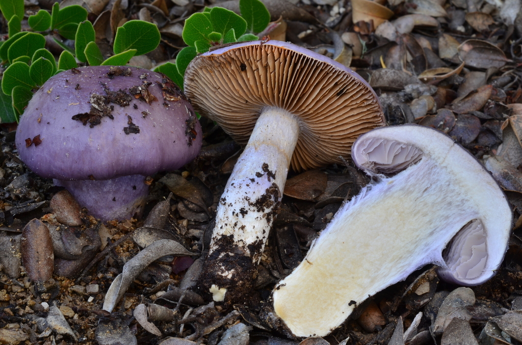 Cortinarius cylindripes