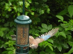 Garrulus glandarius