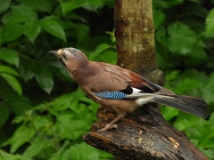 Garrulus glandarius