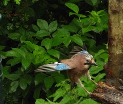 Garrulus glandarius