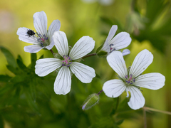 Geranium asiaticum