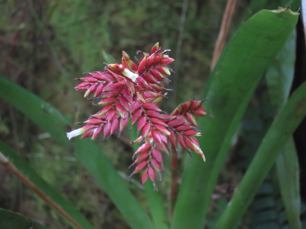 Cipuropsis truncata