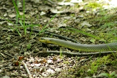 Zamenis longissimus