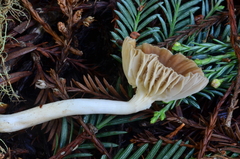 Hygrocybe colemanniana image