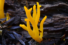 Calocera viscosa image