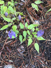 Clematis occidentalis grosseserrata
