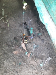 Megascolia maculata maculata