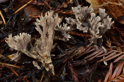 Thelephora palmata (Scop.) Fr.