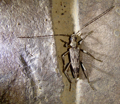 Elytrimitatrix undata