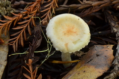 Hygrophorus pusillus image