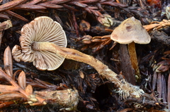 Pseudobaeospora stevensii image
