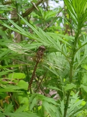 Neurocordulia yamaskanensis