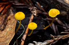 Mycena oregonensis image