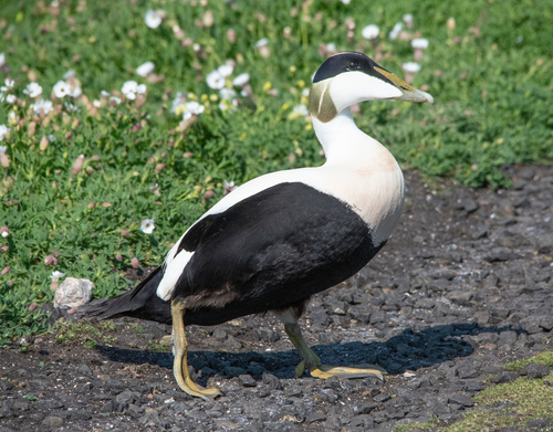 Éider común (Somateria mollissima)