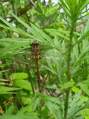 Neurocordulia yamaskanensis