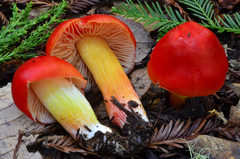 Hygrocybe laetissima image