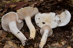 Hygrophorus sordidus image