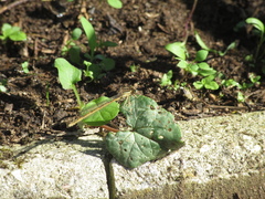 Platycnemis acutipennis