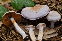 Cortinarius alboviolaceus image