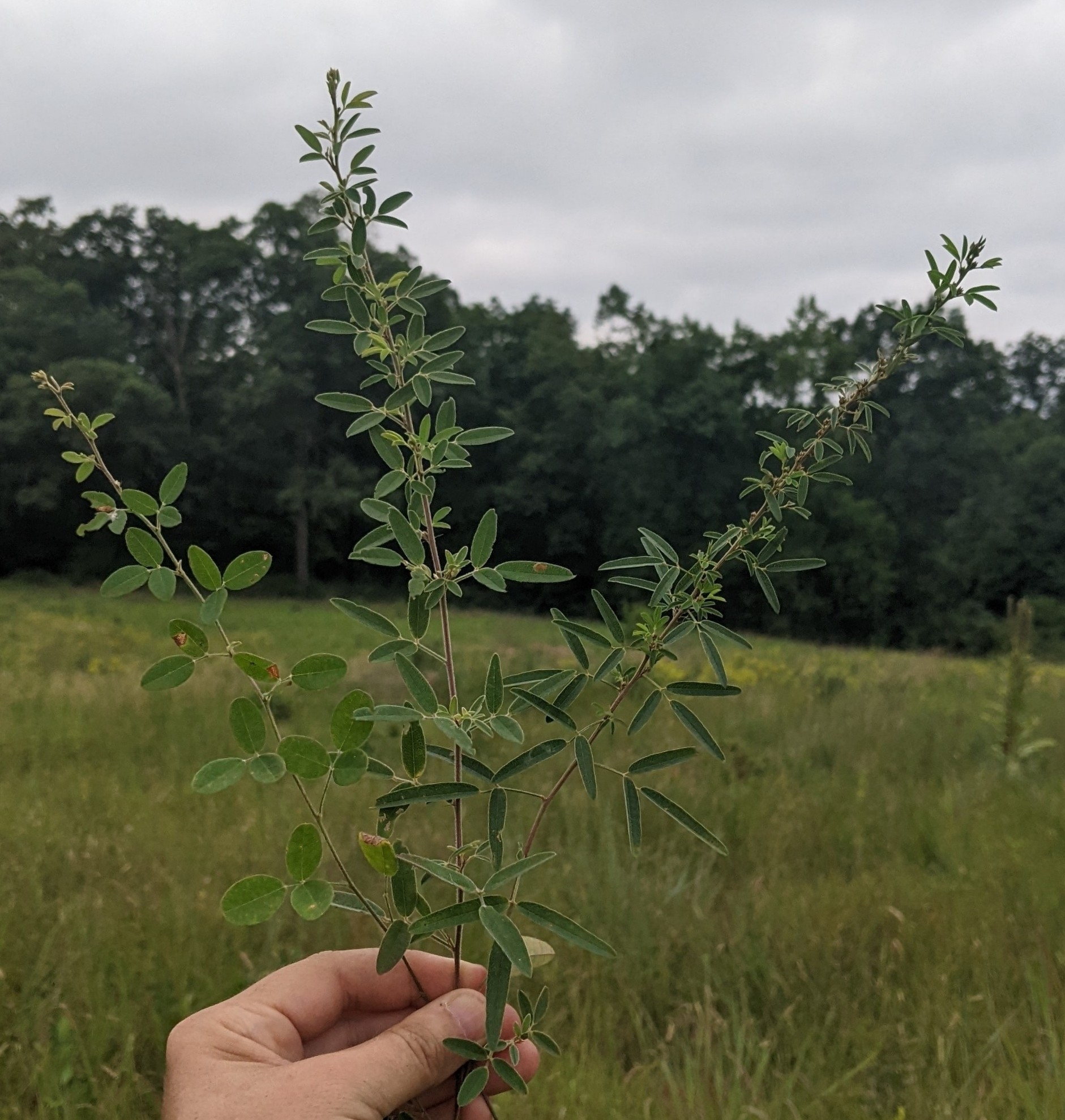 Lespedeza X brittonii