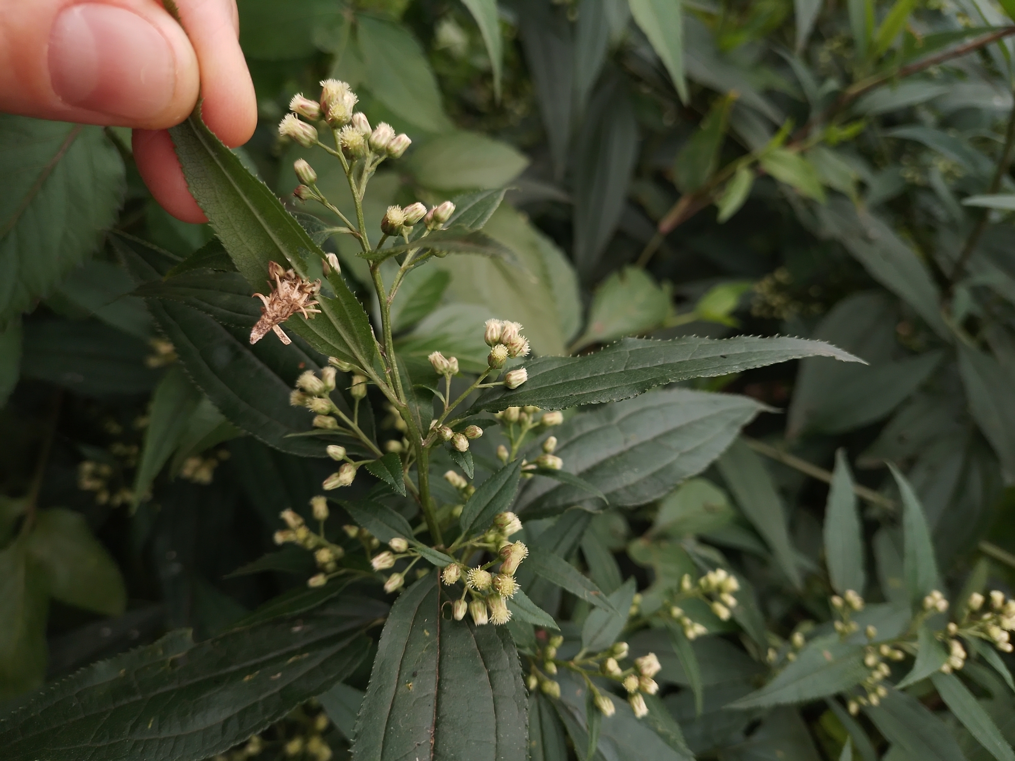 Baccharis oxyodonta