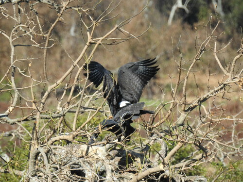 Great Black Hawk (Buteogallus urubitinga), a species recorded in Maine