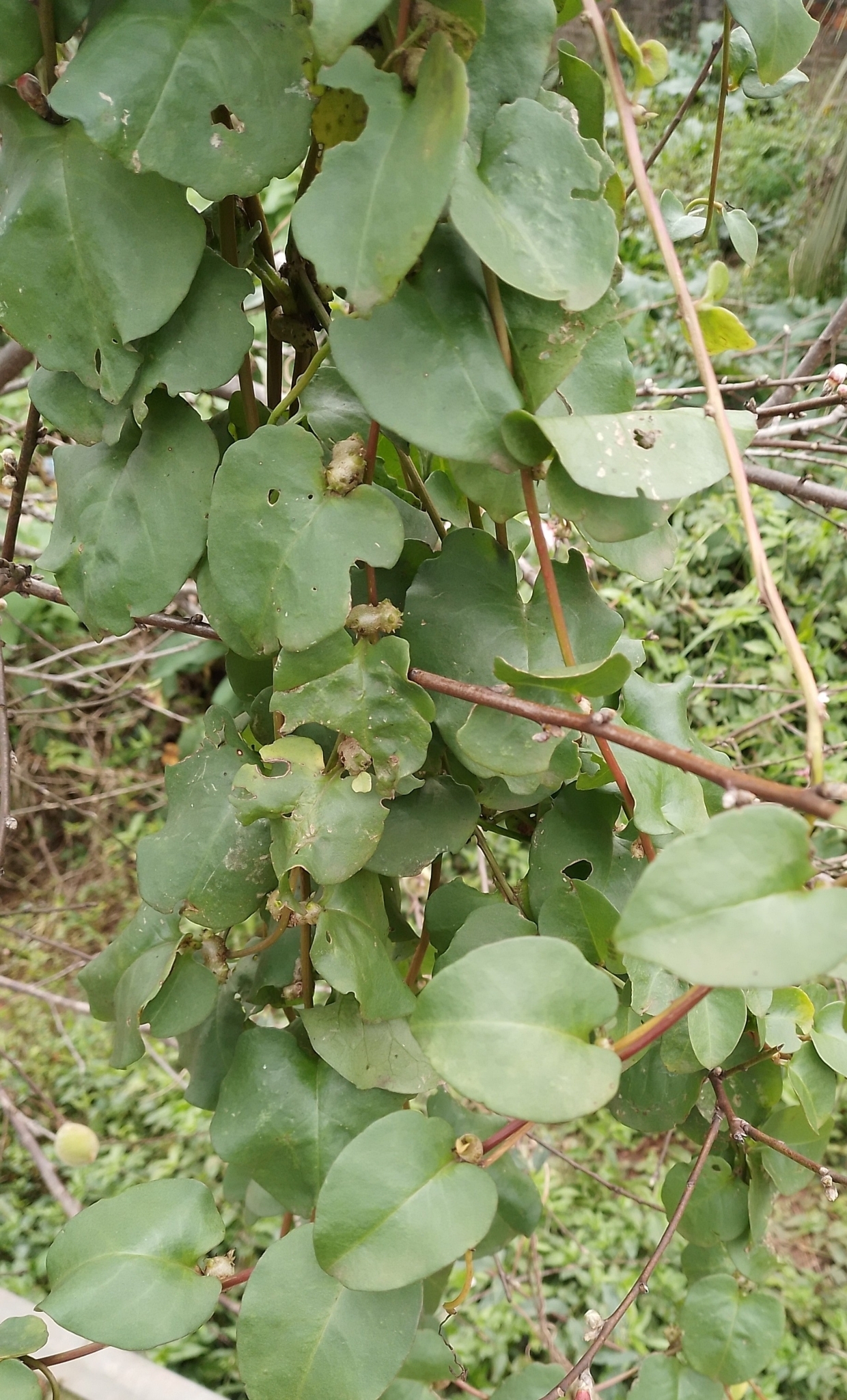 Anredera cordifolia