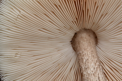 Pluteus exilis image