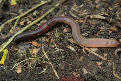 Lumbricus polyphemus