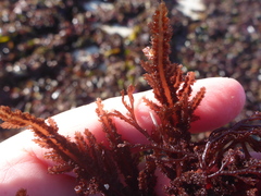 Neoptilota densa
