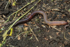 Lumbricus polyphemus