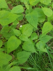 Ageratina altissima