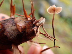 Strobilurus albipilatus