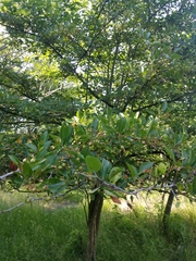 Malus