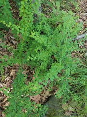 Berberis thunbergii