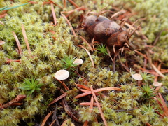 Strobilurus albipilatus