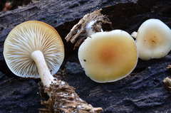 Clitocybe californiensis image